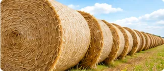 Reihe aus Strohballen auf einem Feld